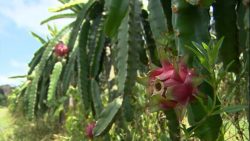 cultivo-de-pitaia-comeca-a-crescer-em-manaus;-fruta-na-regiao-e-mais-doce,-diz-produtor