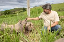 chef-de-cozinha-larga-vida-na-cidade-para-criar-porcos-caipiras-soltos-no-pasto