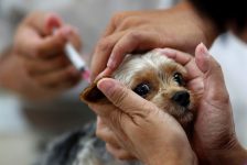 venda-de-vacina-contra-leishmaniose-canina-e-suspensa-no-brasil-apos-‘desvios’-em-lotes