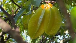 carambola-de-fazenda-do-noroeste-paulista-e-exportada-para-europa