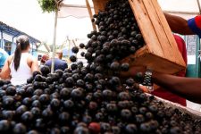 parte-descartada-da-jaboticaba-e-a-mais-rica-em-nutrientes;-conheca-os-beneficios-da-fruta