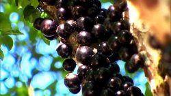 jaboticaba-e-brasileira?-teste-seus-conhecimentos-sobre-a-fruta