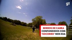 berros-de-cabra-sao-confundidos-com-pedido-de-socorro-e-policia-e-chamada-nos-eua;-veja-video