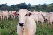 de-onde-vem-o-que-eu-como-#41:-carne-bovina