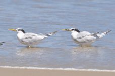 brasil-registra-1°-caso-de-gripe-aviaria;-2-aves-silvestres-contaminadas-sao-do-espirito-santo