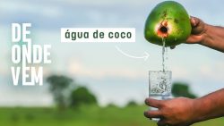 agua-de-coco-nao-e-tudo-igual:-veja-quais-tipos-podem-ser-comercializados-no-brasil