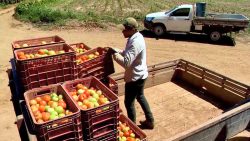 cidade-do-es-pioneira-no-agroturismo-no-pais-produz-tomate-para-todo-o-brasil,-exporta-e-tem-ate-uma-festa-dedicada-a-fruta