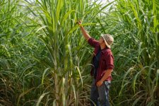 como-a-gestao-sustentavel-impulsiona-a-produtividade-do-cultivo-da-cana-de-acucar?