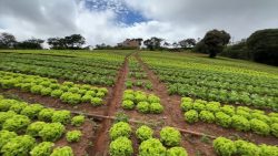 produtores-de-hortalicas-tentam-minimizar-prejuizos-causados-pelas-chuvas