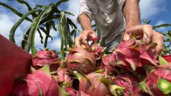 pitaya-e-conhecida-como-fruta-do-dragao-e-esta-em-epoca-de-colheita