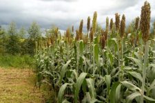 pesquisadores-de-ro-e-mt-estudam-tecnicas-para-potencializar-producao-de-forragem-e-silagem