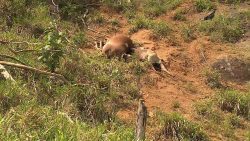 bois-e-vacas-morrem-durante-tempestade-com-mais-de-84-mil-raios-no-es:-saiba-por-que-isso-acontece