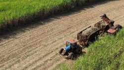 chuvas-abaixo-da-media-devem-afetar-safra-24/25-da-cana-no-centro-sul-e-reduzir-oferta-de-acucar-e-etanol,-projeta-consultoria