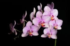 cansado-de-ver-suas-orquideas-morrerem?-confira-dicas-de-como-cuidar-dessa-flor